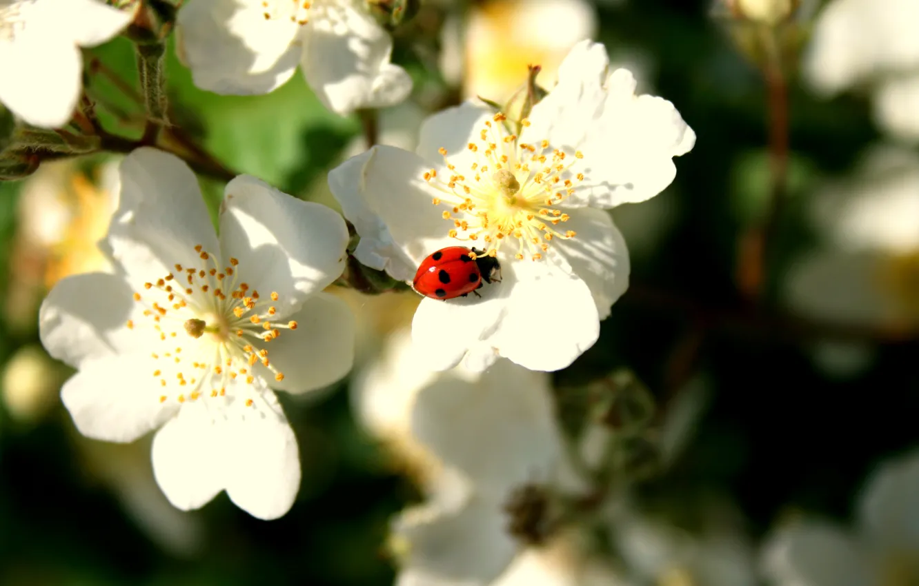 Photo wallpaper ladybug, spring, Apple, blossom, Spring
