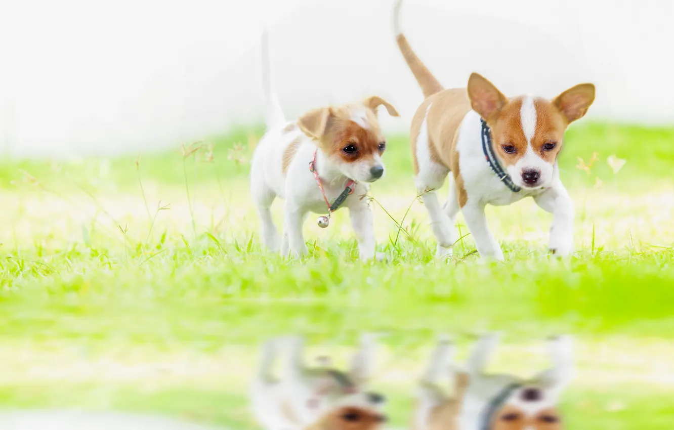 Photo wallpaper green, young, dog, cute, crazy, small