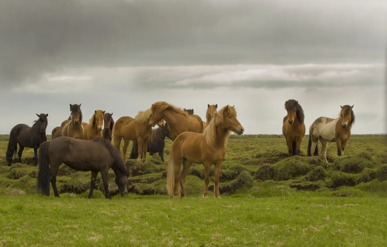 Photo wallpaper the storm, field, grass, horse, gray clouds