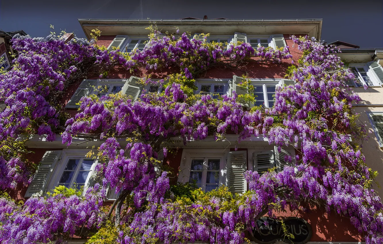 Photo wallpaper the sky, flowers, home, window, Wisteria