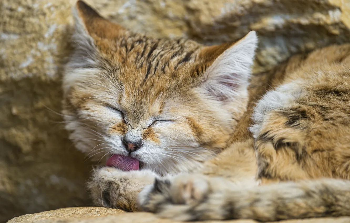 Photo wallpaper language, cat, face, washing, sandy the cat, ©Tambako The Jaguar, sand cat