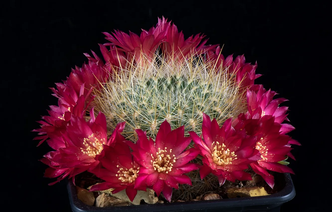 Photo wallpaper flowers, cactus, black background