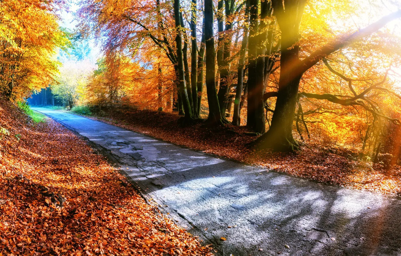 Photo wallpaper road, autumn, forest, leaves, trees, Park, colorful, forest