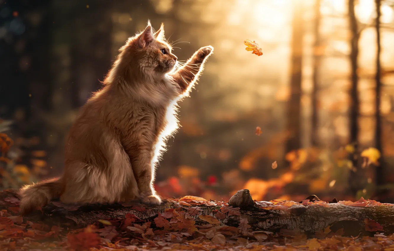 Photo wallpaper autumn, cat, leaves, legs