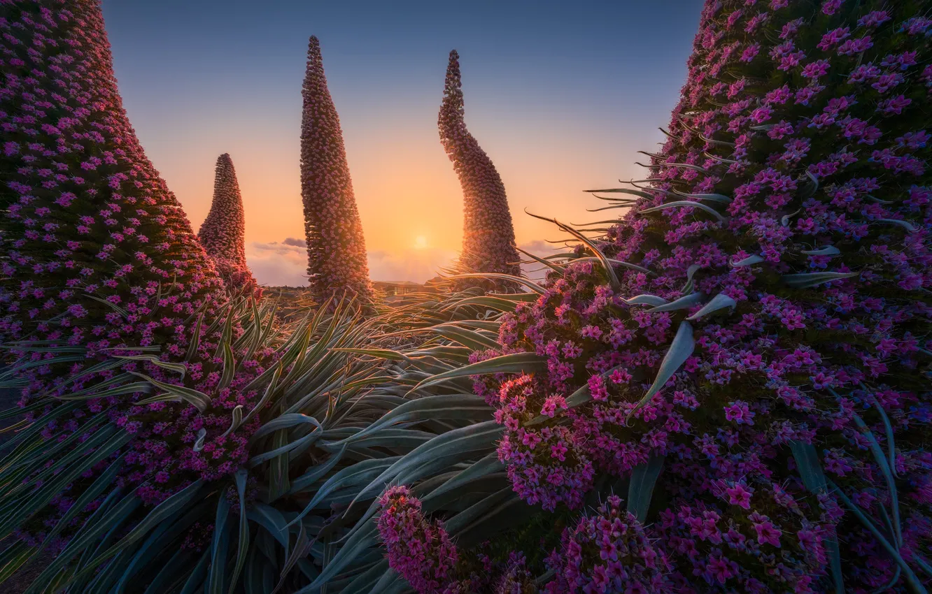 Photo wallpaper flowers, sunrise, dawn, plant, morning, Spain, Spain, Canary Islands