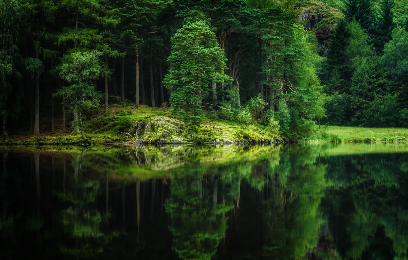 Photo wallpaper forest, trees, lake, reflection, river