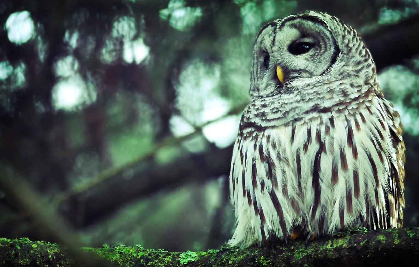 Photo wallpaper forest, eyes, trees, branches, background, owl, branch, Wallpaper