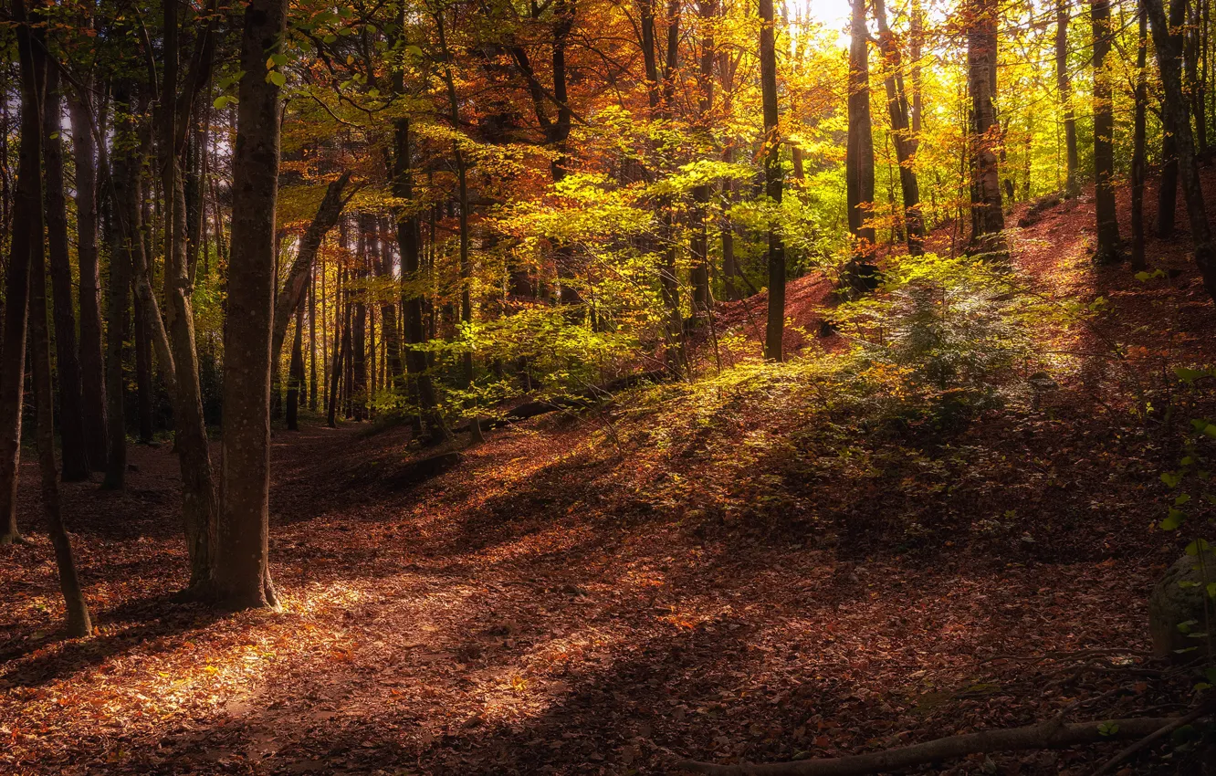 Photo wallpaper autumn, forest, leaves, the sun, trees, Park