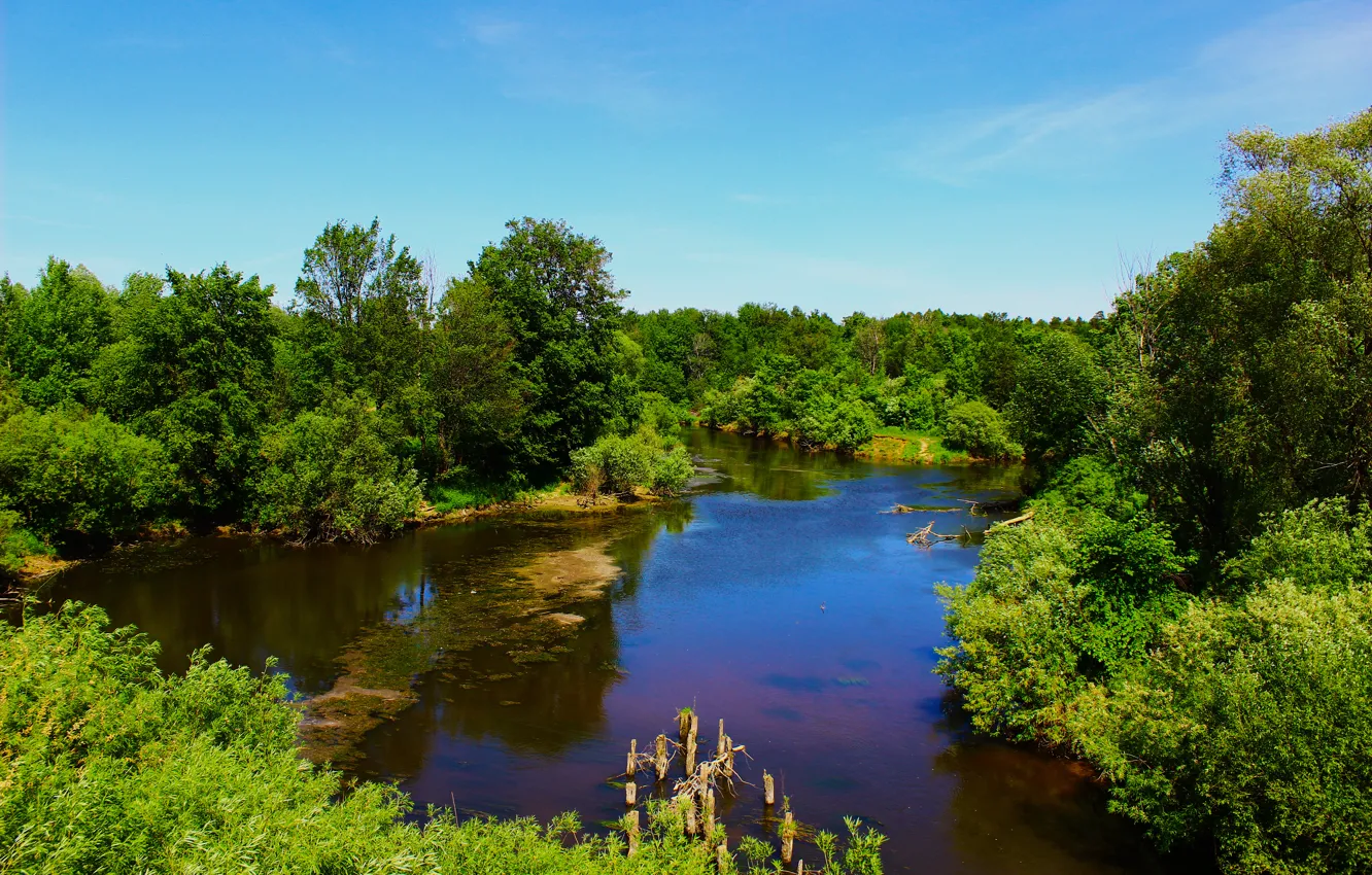 Photo wallpaper forest, river, the sky., Kokshaga