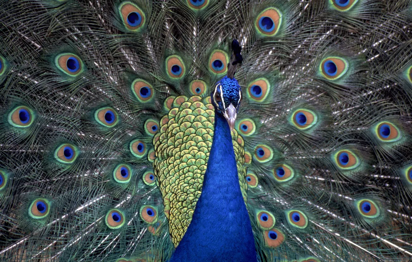 Photo wallpaper feathers, tail, peacock