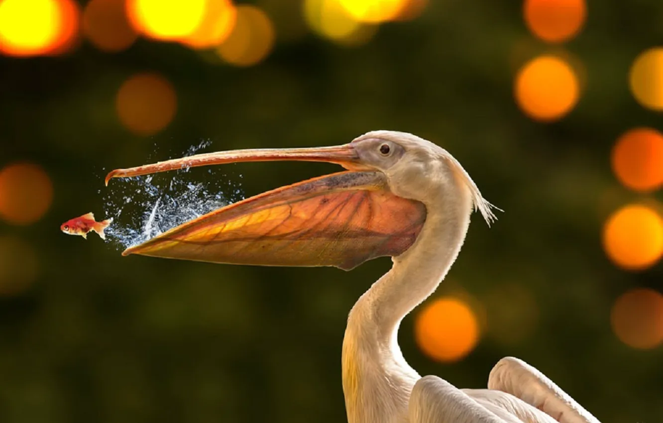 Photo wallpaper animal, wildlife, fishing, pelican