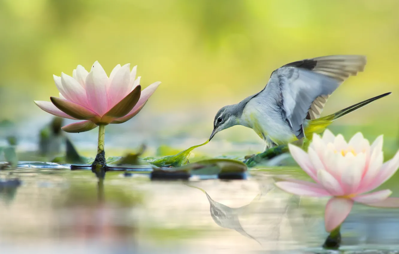 Photo wallpaper leaves, water, flowers, nature, reflection, bird, Lotus