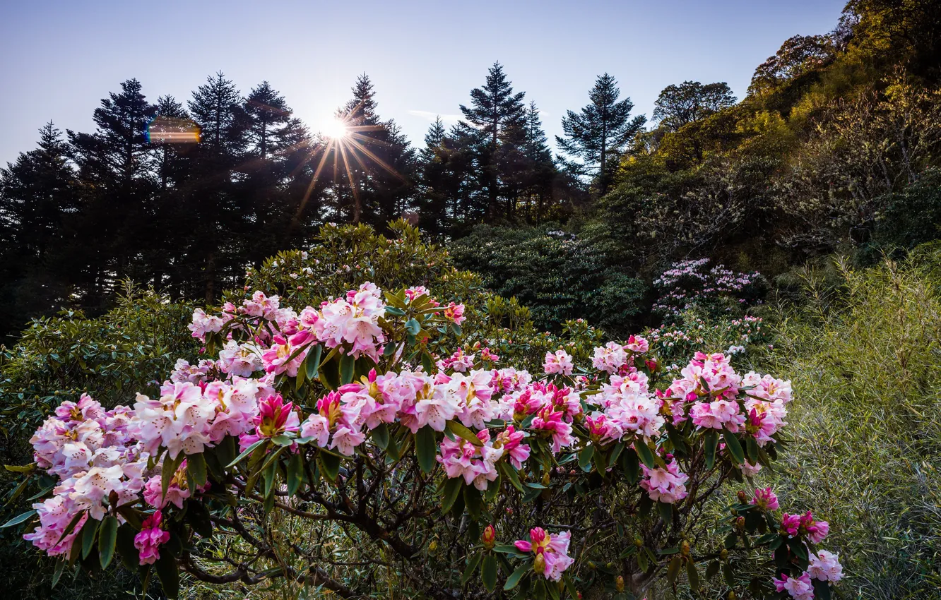 Photo wallpaper forest, the sun, rays, flowers, nature, thickets, hills, Asia