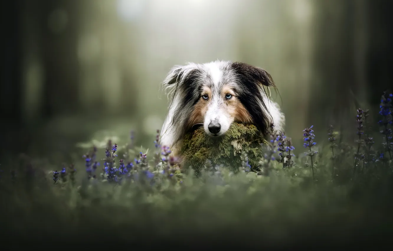 Photo wallpaper summer, each, dog