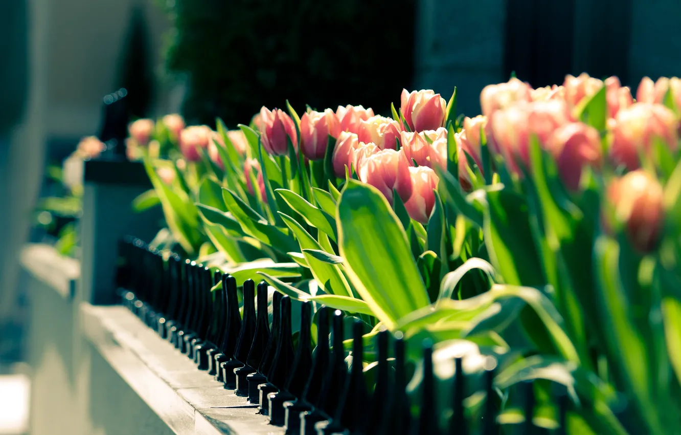 Photo wallpaper greens, flowers, Gathering, spring