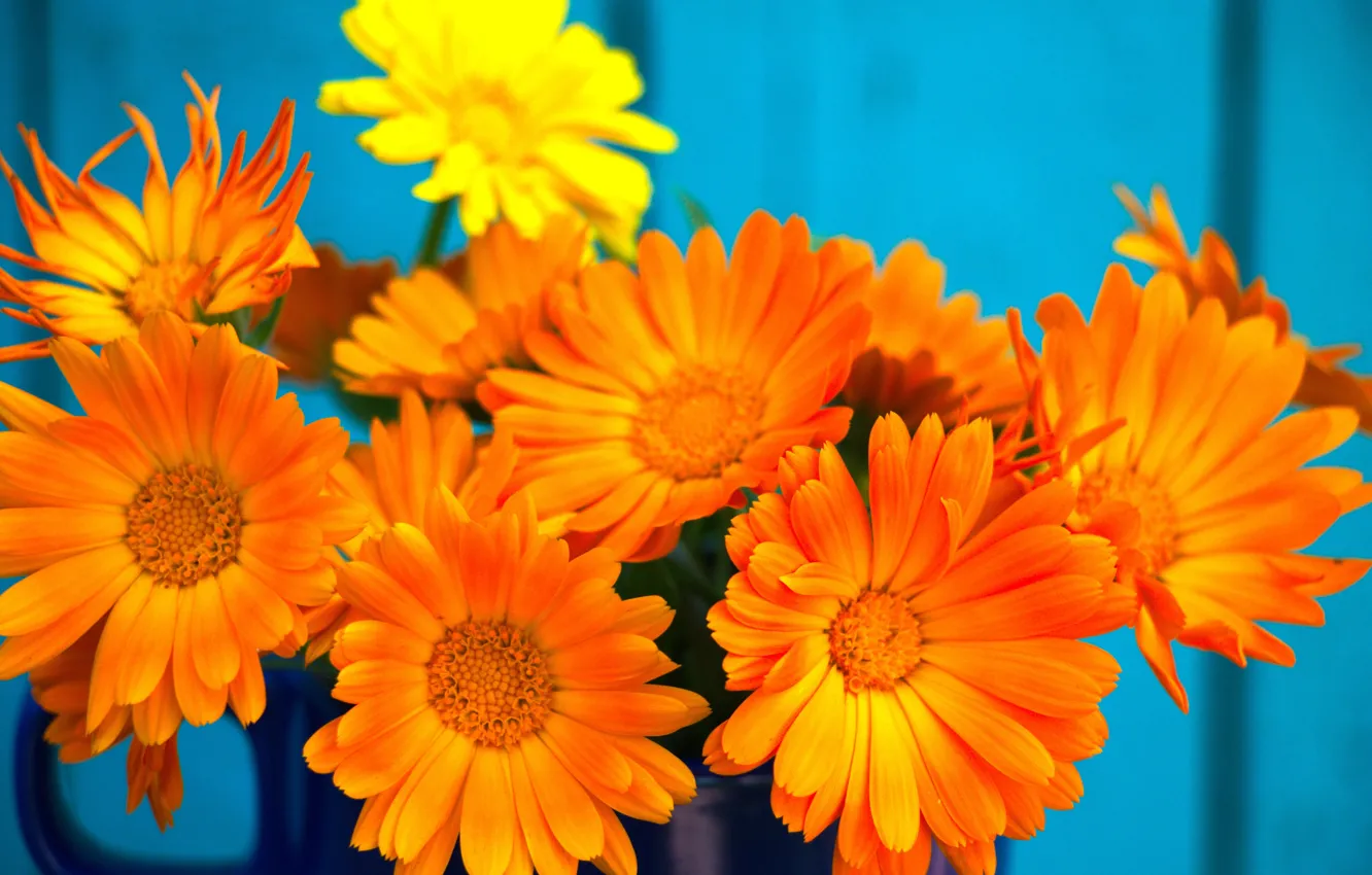Photo wallpaper flowers, background, Wallpaper, bouquet, marigolds, calendula, orange flowers, minbucket