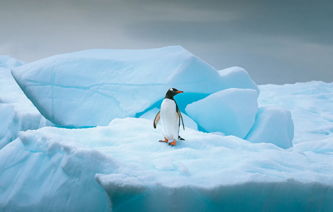 Photo wallpaper ice, winter, snow, nature, bird, penguins, glacier, iceberg