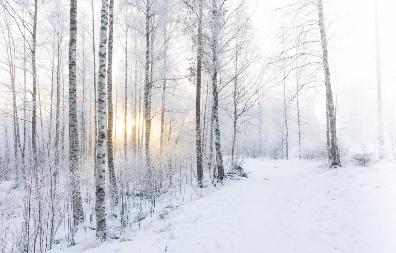 Photo wallpaper winter, forest, snow, morning