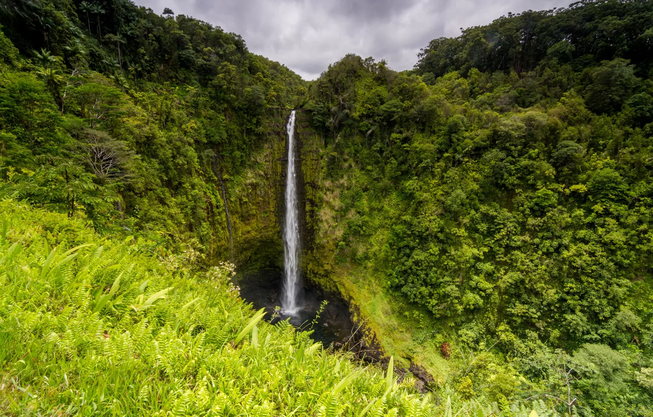 Photo wallpaper greens, rock, tropics, waterfall, jungle, Hawaii, Big Island, Akaka Falls