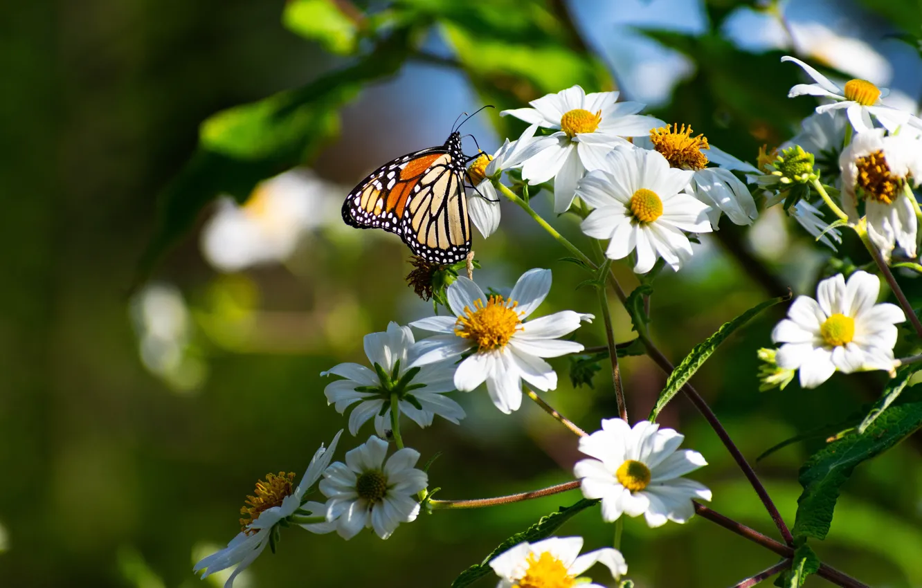 Photo wallpaper summer, macro, flowers, butterfly, insect, white, cosmos