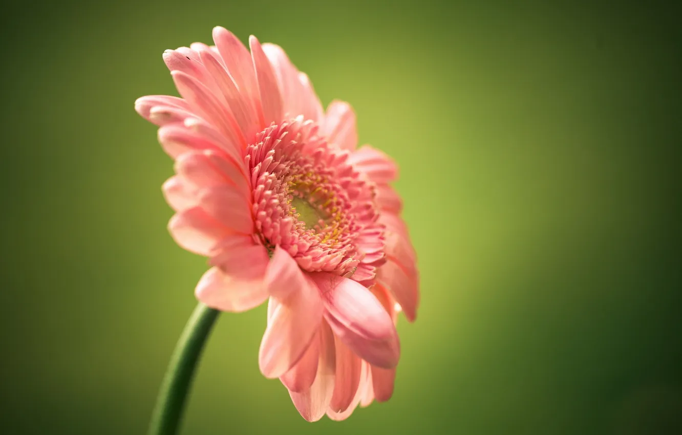 Photo wallpaper macro, flowers, gerbera