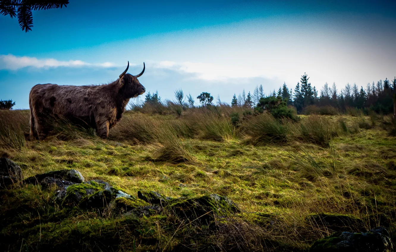 Photo wallpaper field, the sky, grass, nature, Scotland, Scotland, bull