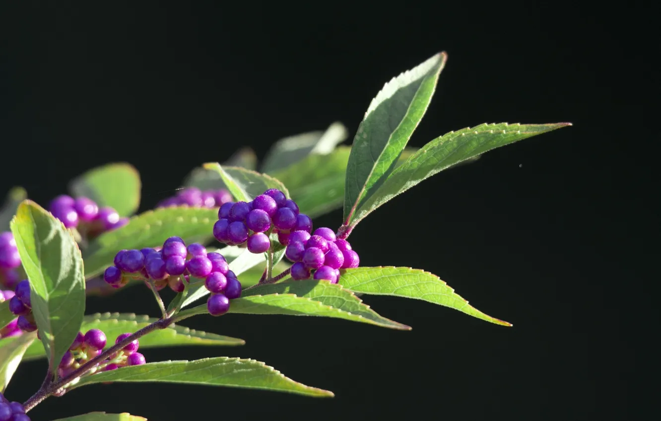 Photo wallpaper leaves, macro, branches, berries, lilac