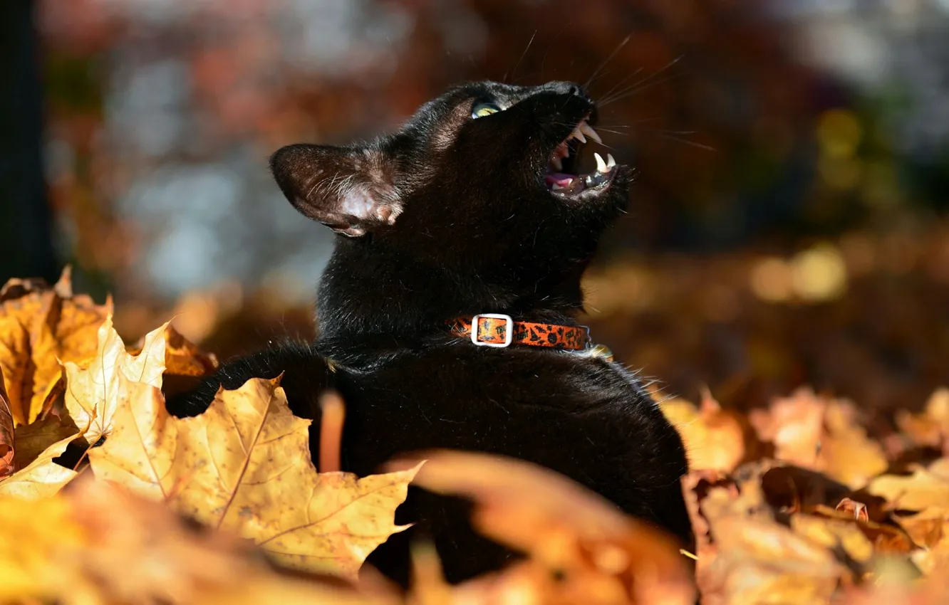 Photo wallpaper black cat, autumn leaves, meows, blur bokeh