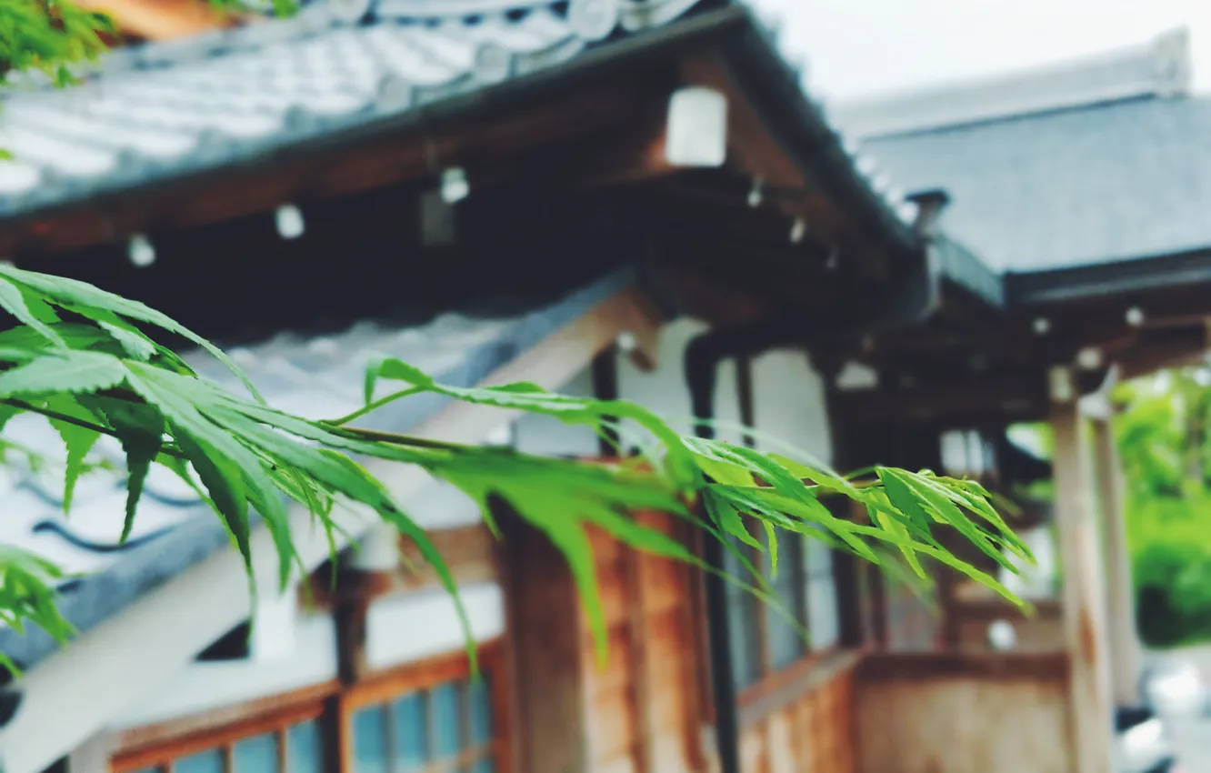 Photo wallpaper Japan, greens, journey