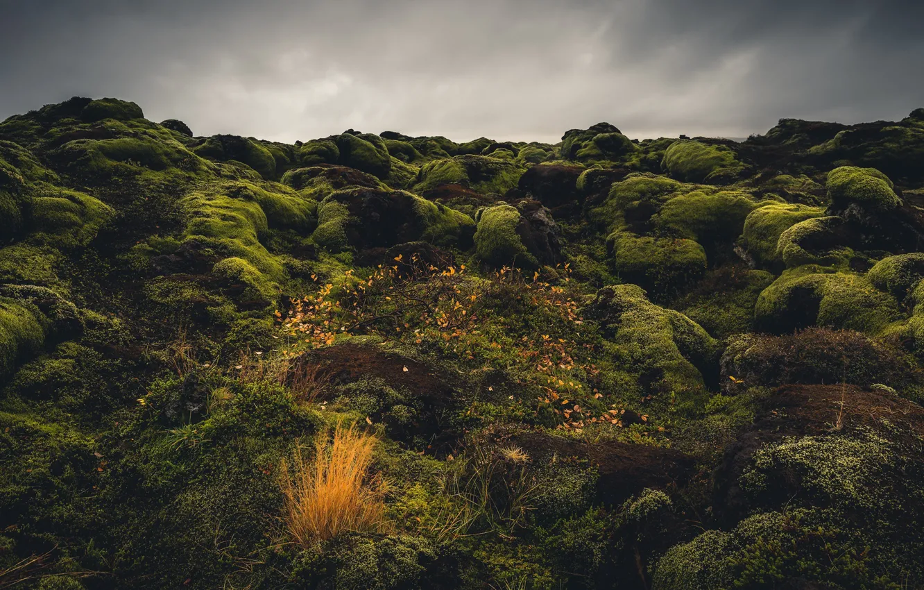Photo wallpaper stones, moss, Iceland, Iceland, Eldraun, Lava Field