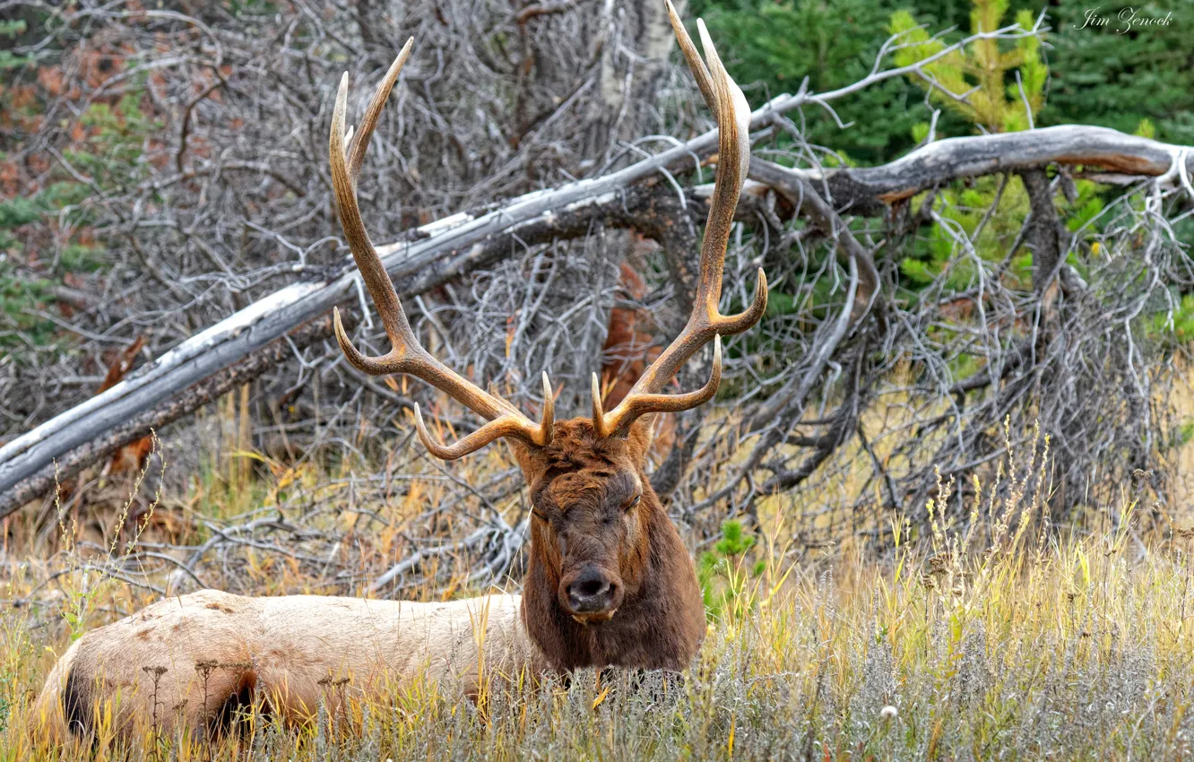 Photo wallpaper face, trees, nature, deer, horns, Alberta, Canada, Jasper National Park
