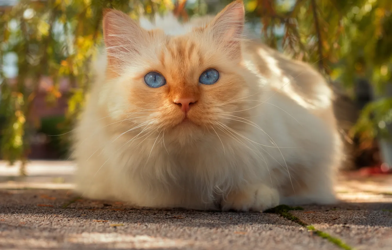 Photo wallpaper pose, look, cat, face, cat