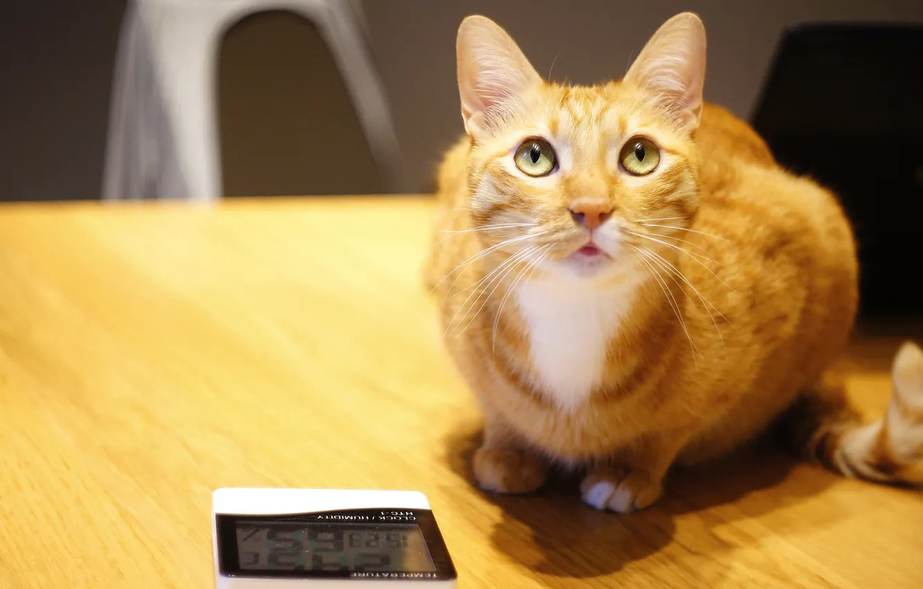 Photo wallpaper cat, eyes, cat, look, light, table, wall, watch
