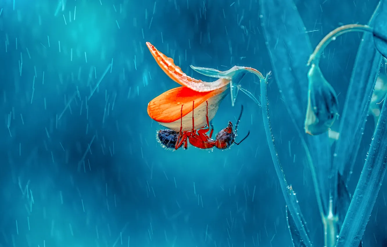 Photo wallpaper macro, flowers, rain, ants, insect