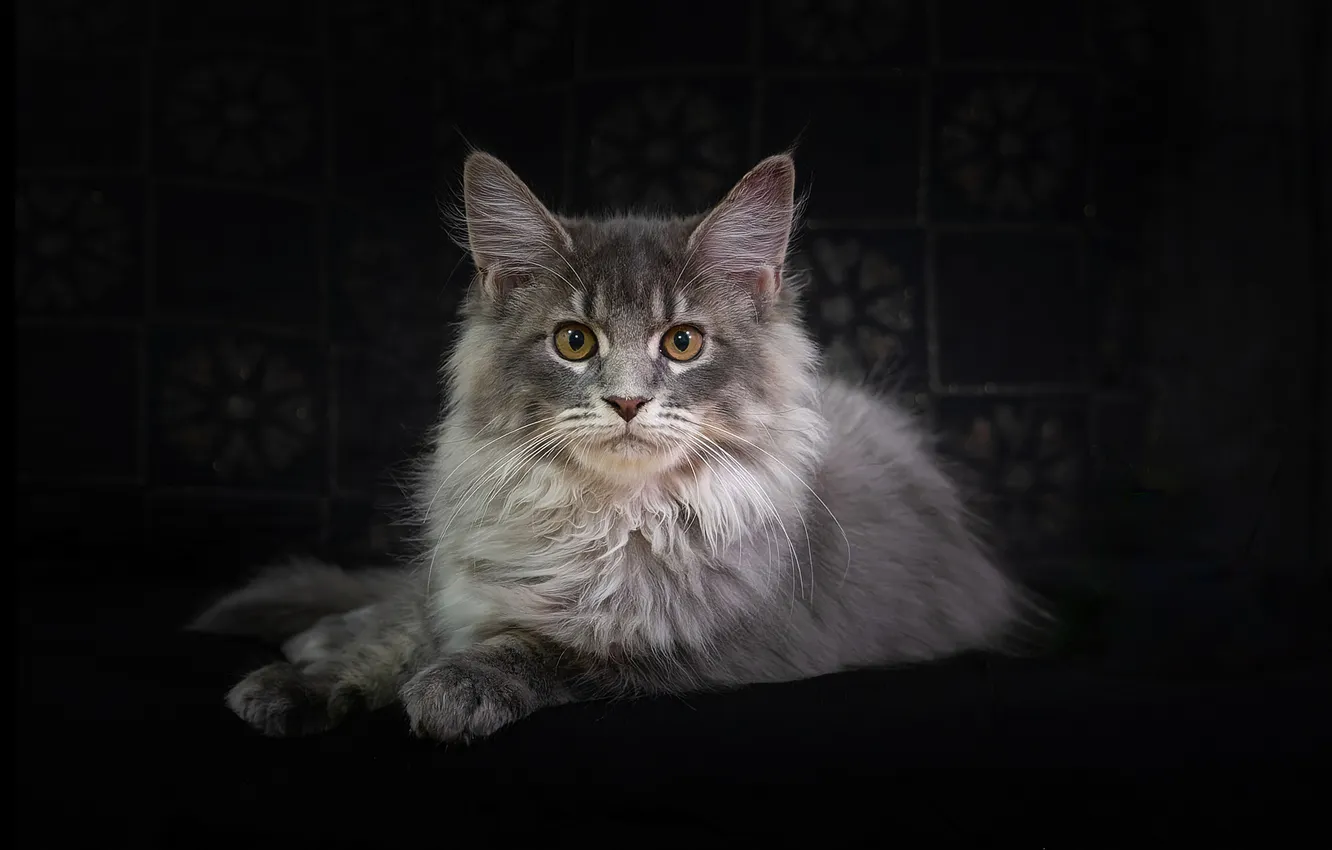 Photo wallpaper cat, cat, look, portrait, muzzle, the dark background, Maine Coon
