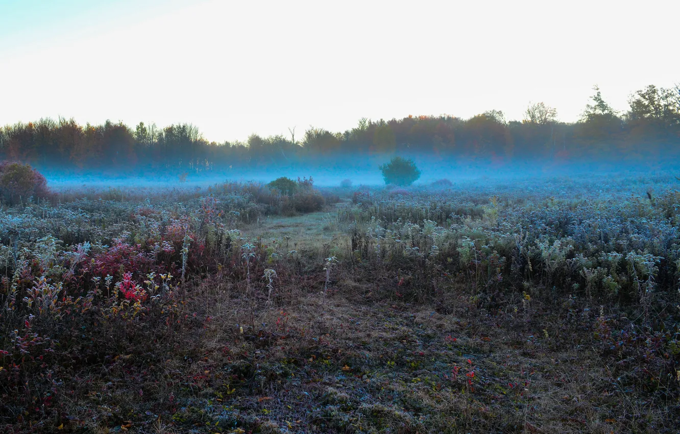 Photo wallpaper frost, field, the sky, grass, trees, fog, morning, meadow