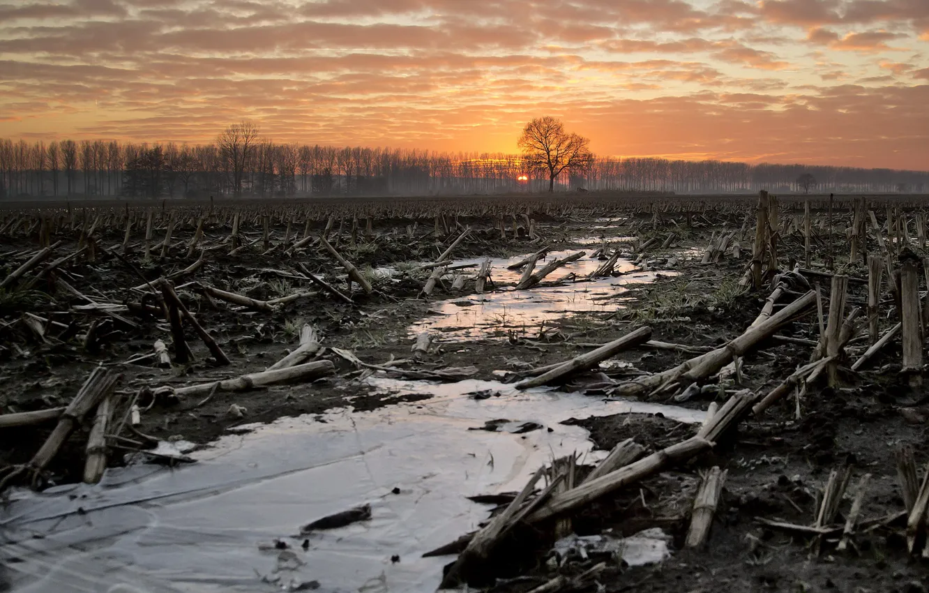 Photo wallpaper field, landscape, sunset