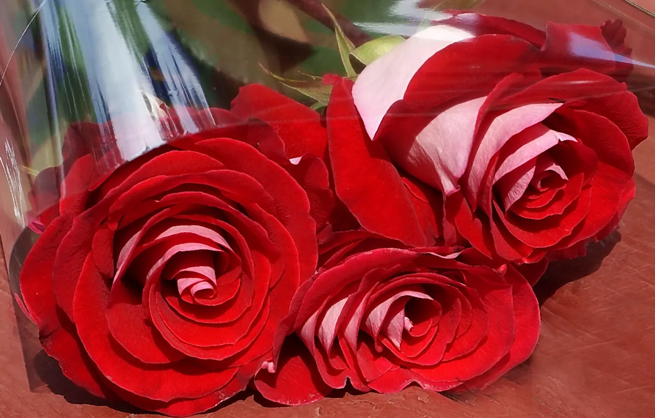 Photo wallpaper flowers, roses, congratulations