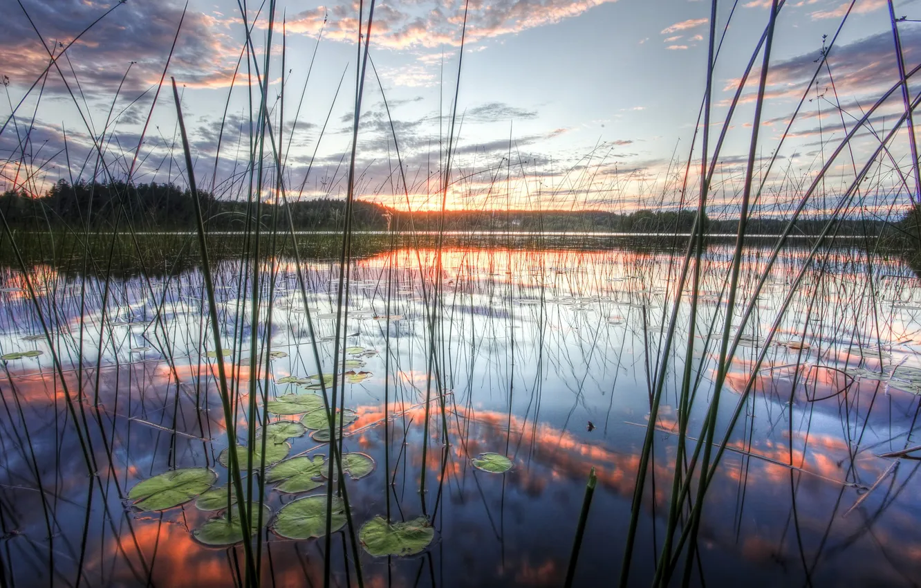 Photo wallpaper forest, the sky, grass, clouds, trees, landscape, nature, lake