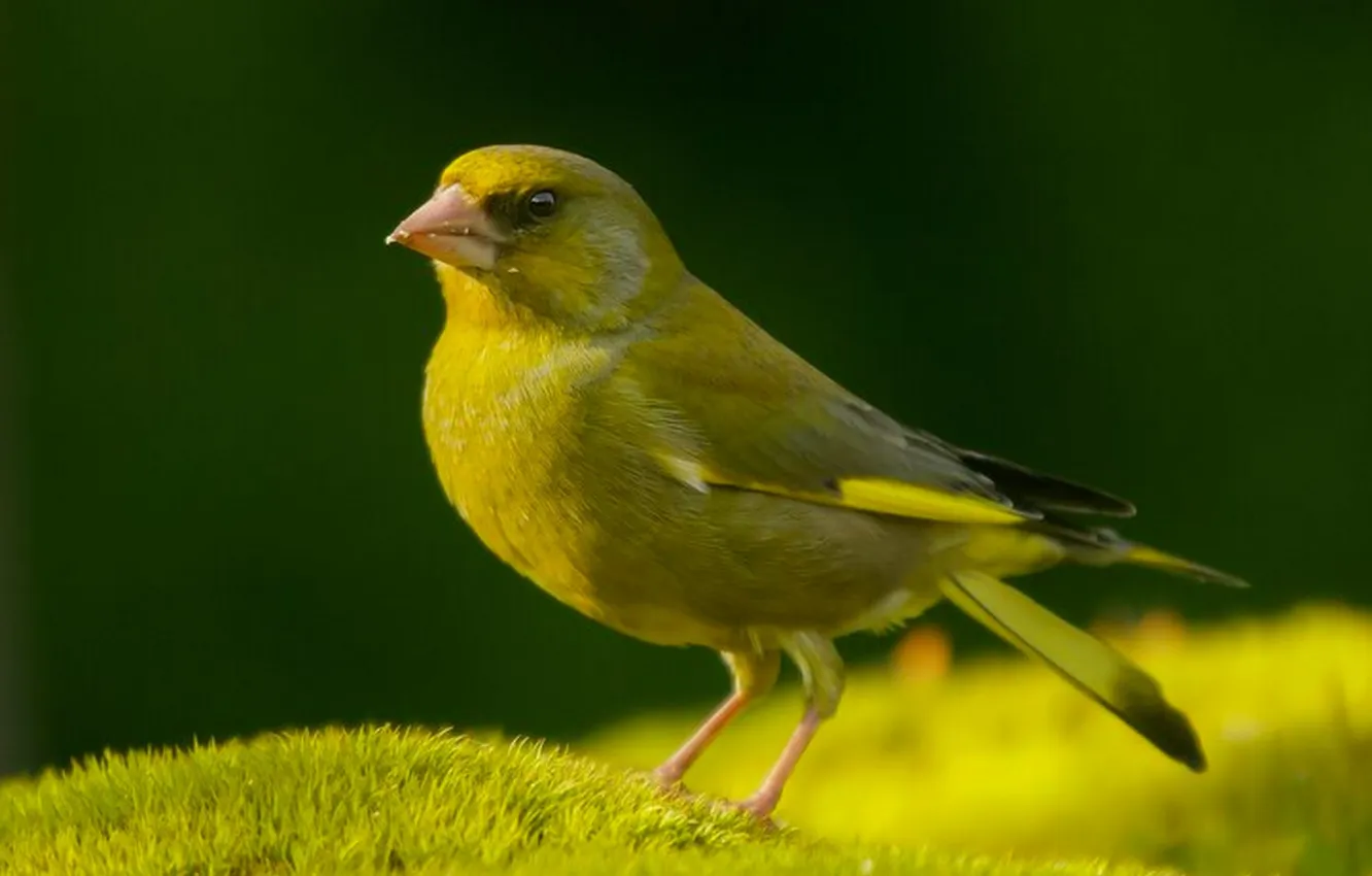 Photo wallpaper microsemi, bird, beautiful, bright color