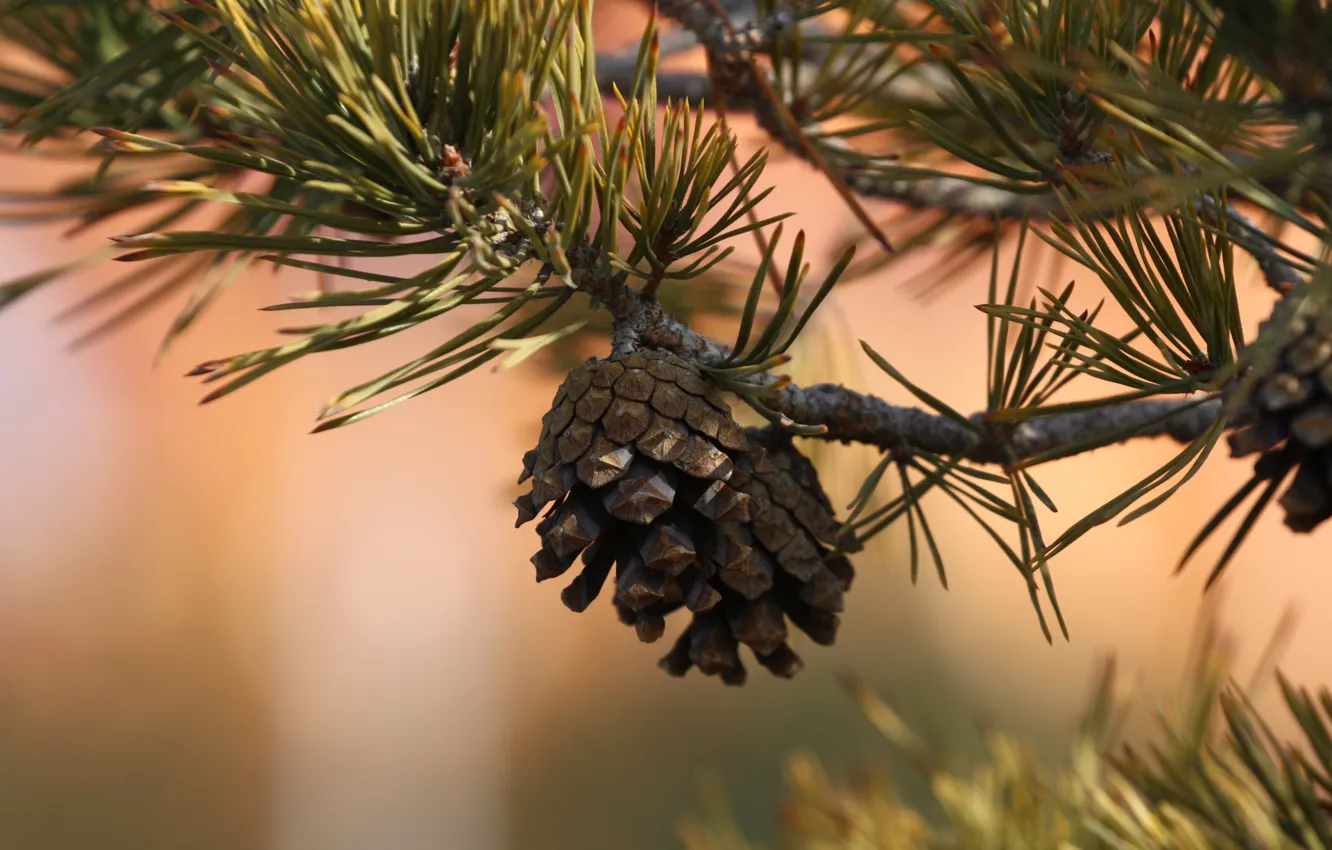 Photo wallpaper macro, needles, bumps, pine