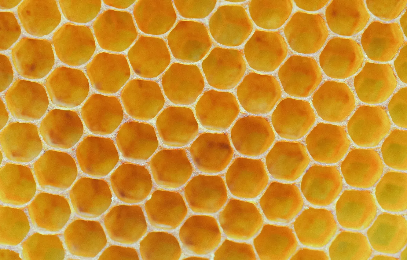 Photo wallpaper cell, honey, sticky