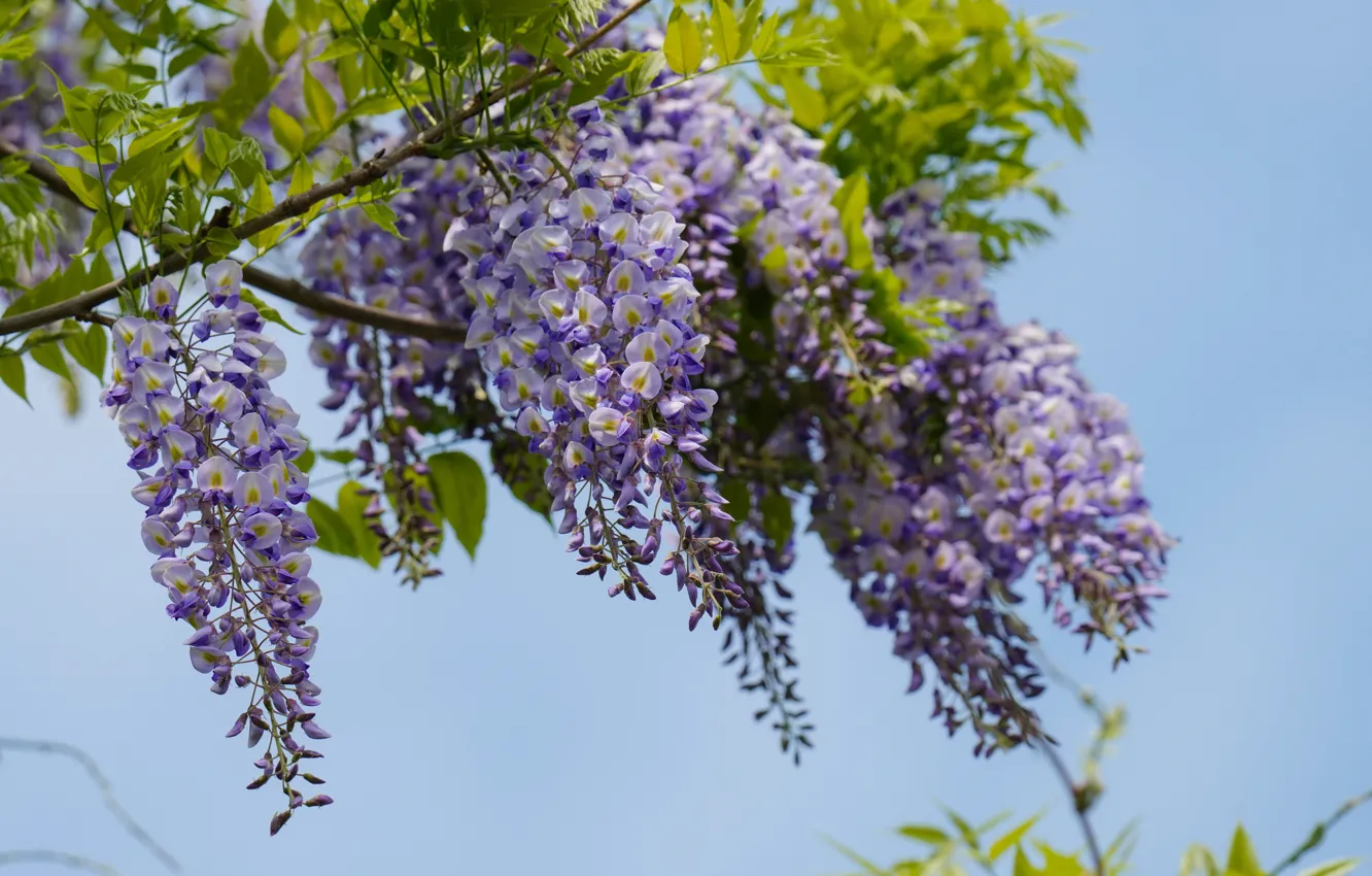 Photo wallpaper flowers, Wisteria, Wisteria
