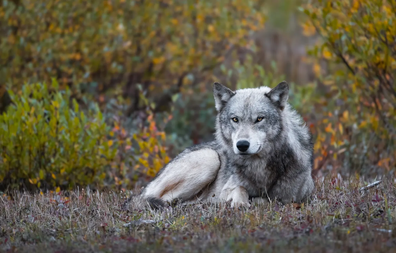 Photo wallpaper look, grey, wolf, lies, the bushes