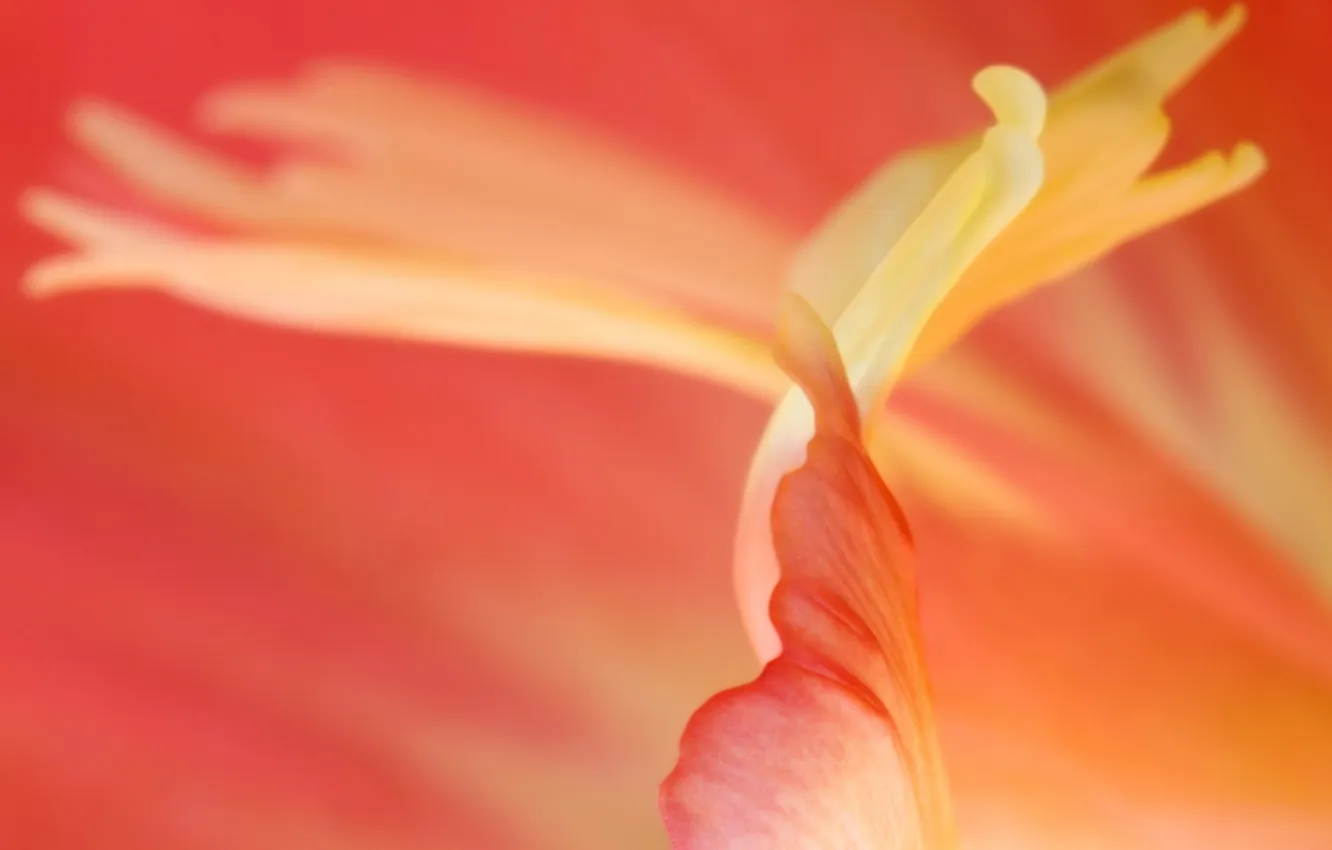 Photo wallpaper flower, light, color, beauty, form