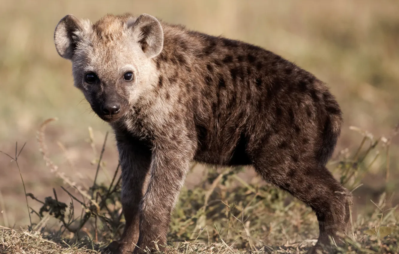 Photo wallpaper look, hyena, cub