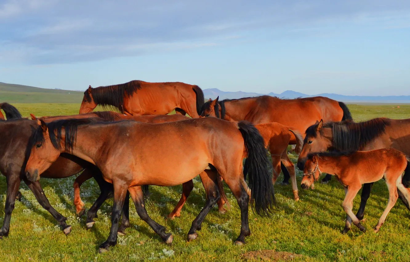 Photo wallpaper mountains, nature, horse, the herd, Kyrgyzstan, Kyrgyzstan