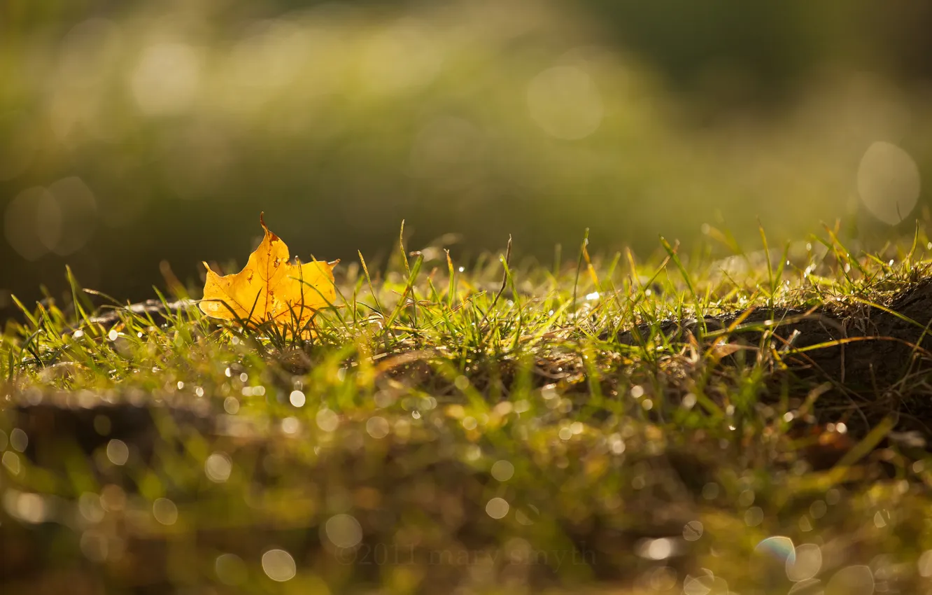 Photo wallpaper autumn, grass, macro, sheet, Rosa, glare