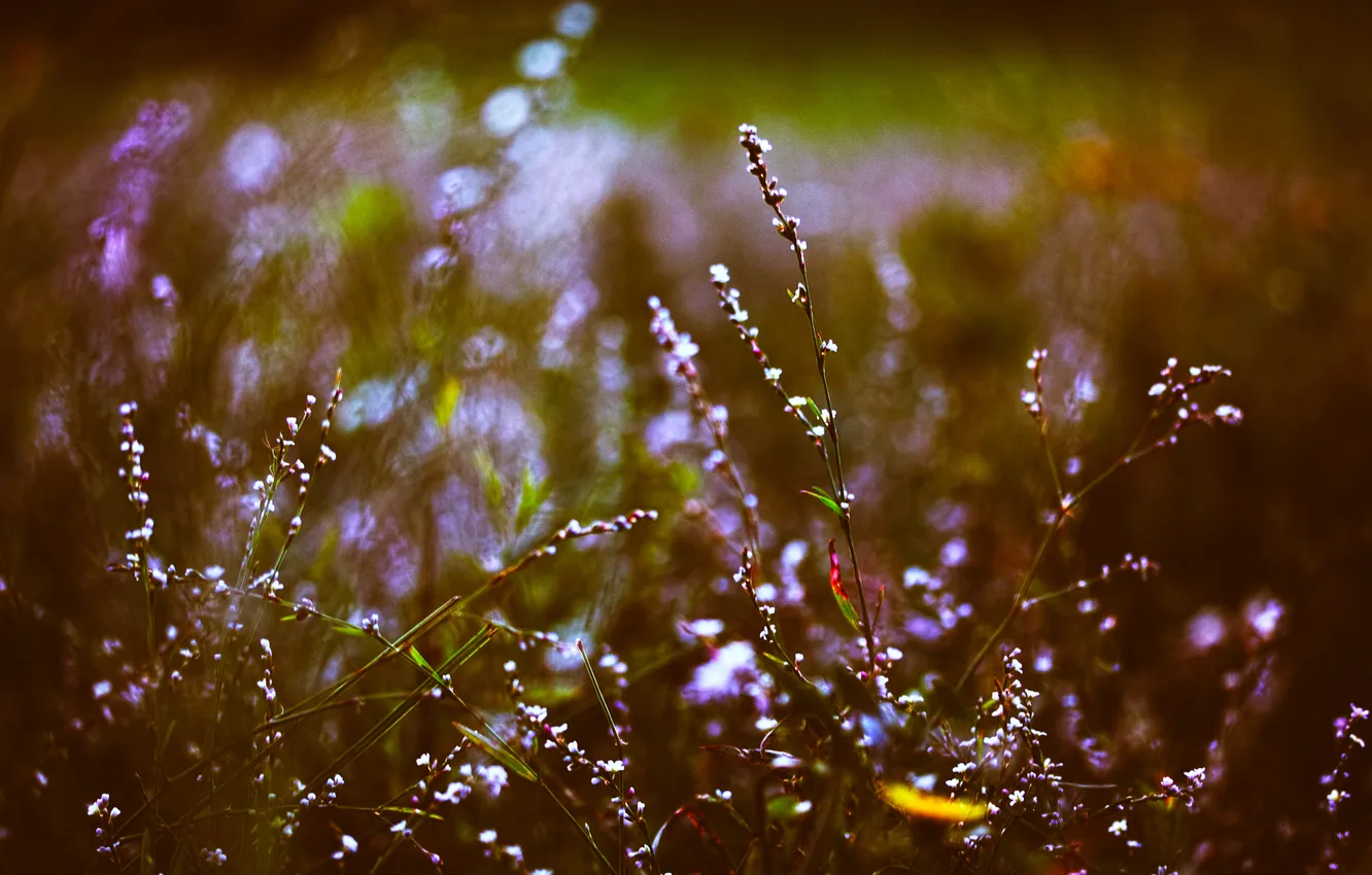 Photo wallpaper grass, flowers, bokeh