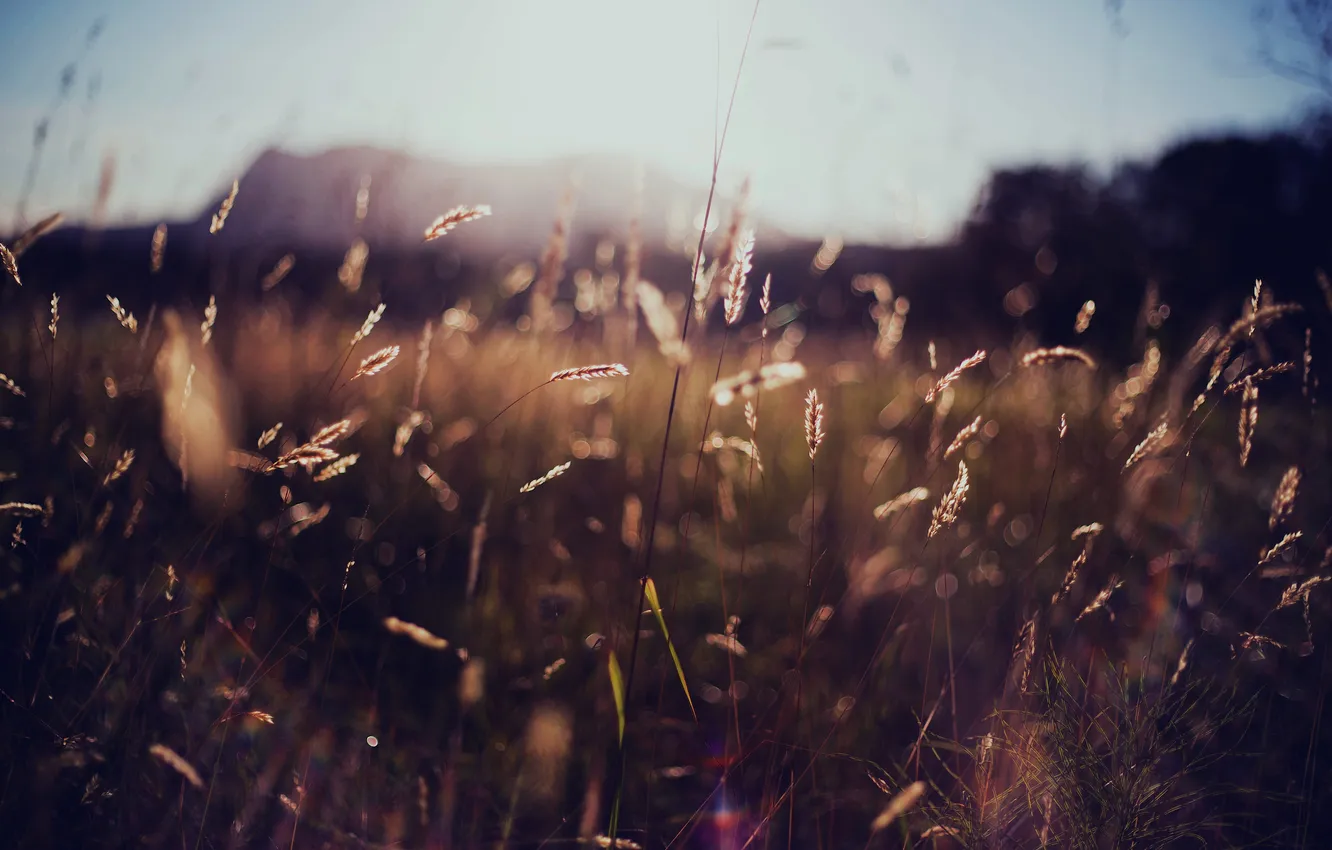 Photo wallpaper grass, the sun, nature, spikelets
